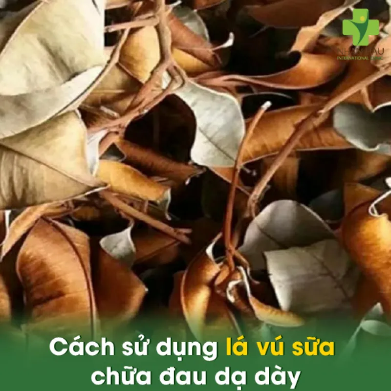 Cách sử dụng lá vú sữa chữa đau dạ dày