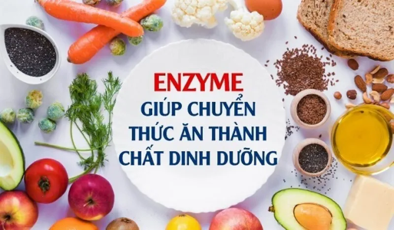 Enzyme trong V-Trition giúp chuyển hóa thức ăn thành chất dinh dưỡng cần thiết