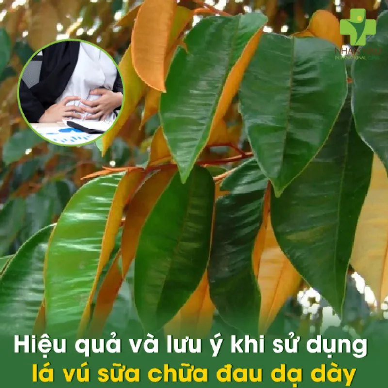 Hiệu quả và lưu ý khi sử dụng lá vú sữa chữa đau dạ dày